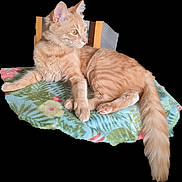 Princesse a rejoint le concours — aidez-le/la à gagner de superbes lots ! alert, animal, blanket, cat, chair, domestic_cat, feline, floral_pattern, fluffy, fur, indoor, orange_tabby, paws, pet, pink_nose, relaxed, side_profile, sitting, tail, whiskers
