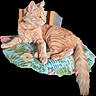 alert, animal, blanket, cat, chair, domestic_cat, feline, floral_pattern, fluffy, fur, indoor, orange_tabby, paws, pet, pink_nose, relaxed, side_profile, sitting, tail, whiskers