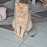 Princesse a rejoint le concours — aidez-le/la à gagner de superbes lots ! animal, calm, cat, cute, domestic_cat, ears, floor, fur, furniture, indoor, legs, orange_tabby, paws, pet, quiet, rug, sitting, thoughtful, tile, whiskers