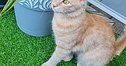 Princesse a rejoint le concours — aidez-le/la à gagner de superbes lots ! artificial_grass, cat, cat_toy, cat_tunnel, curious, decor, domestic_cat, ears, feline, floor_tile, green, indoor, orange, orange_tabby, pet, plant, potted_plant, sitting, tail, whiskers