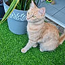 artificial_grass, cat, cat_toy, cat_tunnel, curious, decor, domestic_cat, ears, feline, floor_tile, green, indoor, orange, orange_tabby, pet, plant, potted_plant, sitting, tail, whiskers