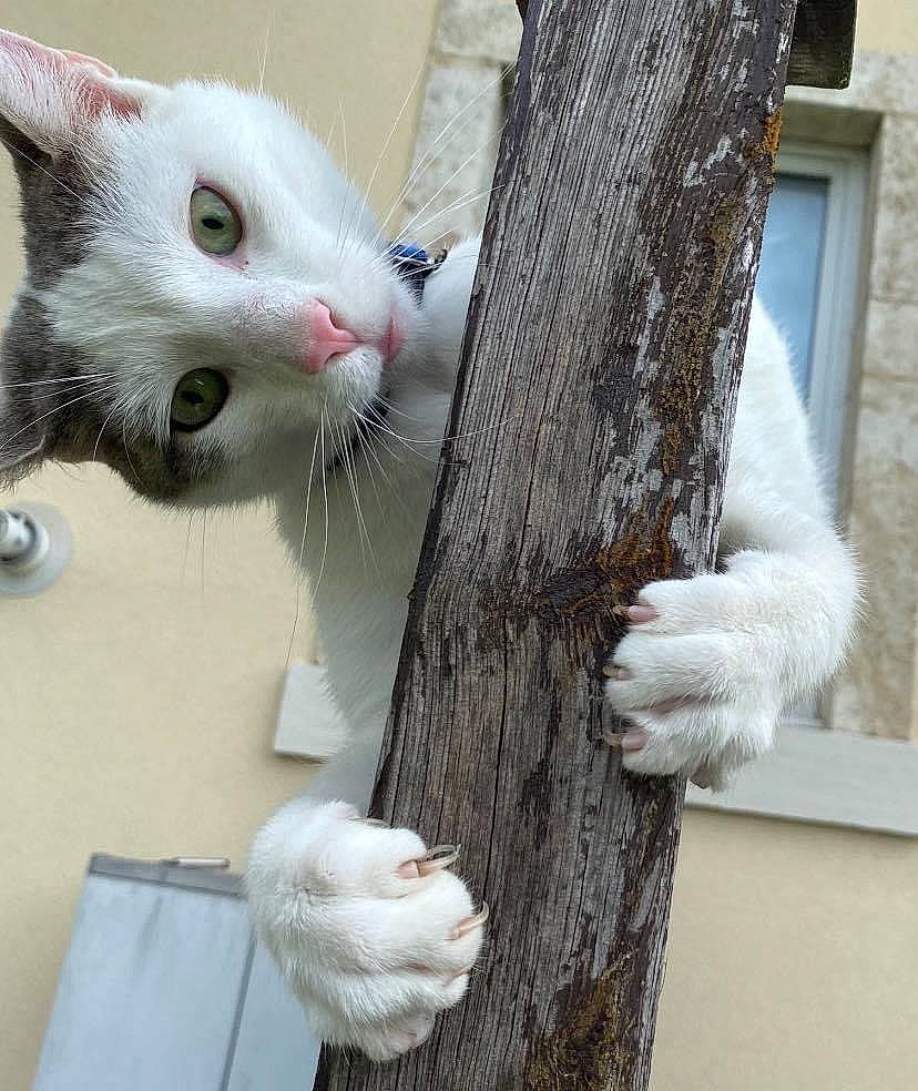 Whity a rejoint le concours — aidez-le/la à gagner de superbes lots ! animal_shelter, carnivore, cat, domestic_short_haired_cat, felidae, fur, mammal, natural_material, paw, pet_supply, small_to_medium_sized_cats, tail, vertebrate, whiskers, white, window, wood