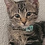 kitten, tabby, cat, pet, collar, whiskers, paw, fur, close_up, indoor, cute, animal, feline, young, curious, sitting, soft, texture, background, domestic
