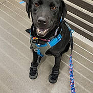 Xena joined the competition — help win amazing prizes! animal, black_dog, booties, canine, companion, concrete_floor, cute, dog, domestic_animal, fence, friendly, happy, harness, indoor, leash, looking_up, pet, smiling, standing, walking