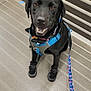 animal, black_dog, booties, canine, companion, concrete_floor, cute, dog, domestic_animal, fence, friendly, happy, harness, indoor, leash, looking_up, pet, smiling, standing, walking