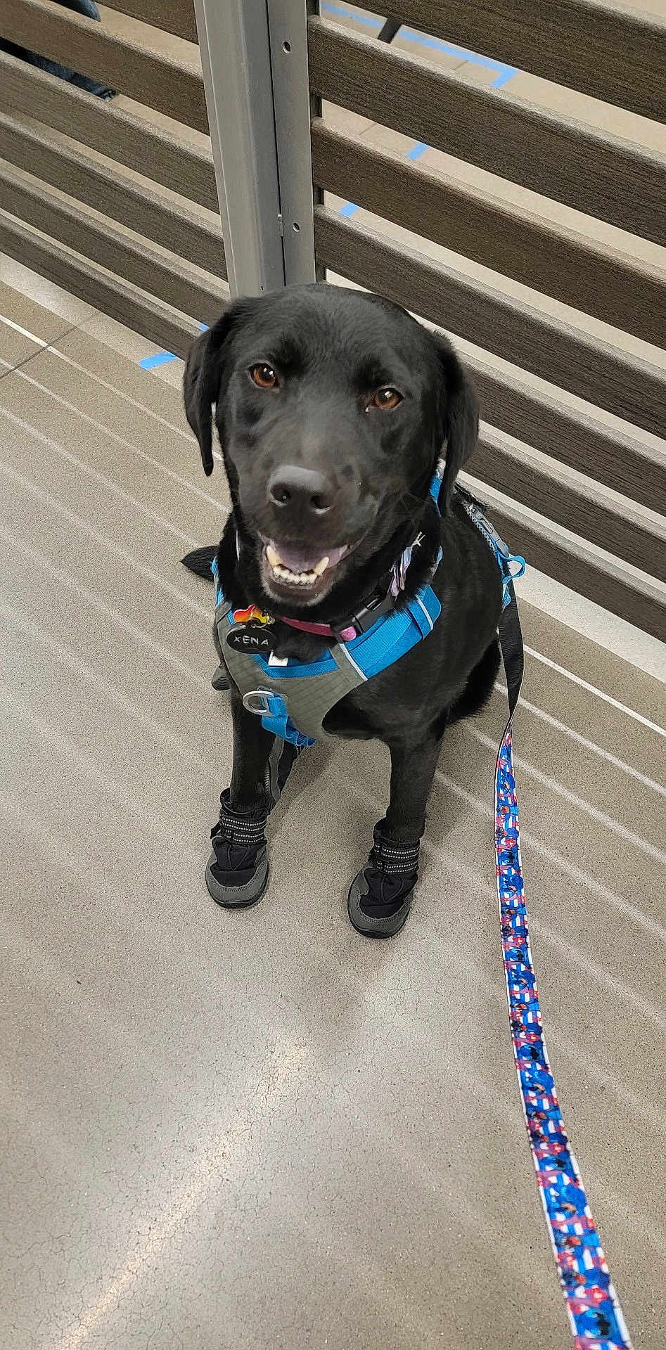 Xena joined the competition — help win amazing prizes! animal, black_dog, booties, canine, companion, concrete_floor, cute, dog, domestic_animal, fence, friendly, happy, harness, indoor, leash, looking_up, pet, smiling, standing, walking