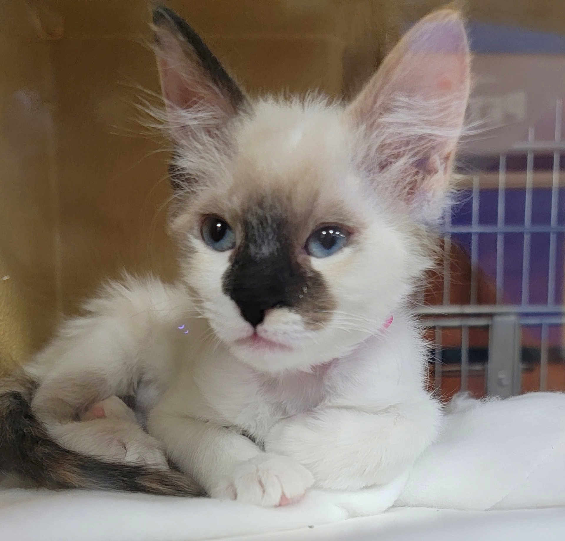 Nova joined the competition — help win amazing prizes! kitten, cat, blue_eyes, fluffy, indoor, resting, white_fur, dark_patch, paw, cute, pet, animal, young, feline, soft, closeup, portrait, cage, relaxed, whiskers