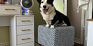 Winton joined the competition — help win amazing prizes! dog, corgi, pet, indoor, ottoman, carpet, vanity, fan, mirror, painting, black_and_white, tongue_out, happy, furniture, decor, room, wood_floor, drawer, textile, portrait