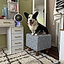 dog, corgi, pet, indoor, ottoman, carpet, vanity, fan, mirror, painting, black_and_white, tongue_out, happy, furniture, decor, room, wood_floor, drawer, textile, portrait