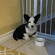 Winton is registered to the contest to win money with this photo: puppy, dog, black_and_white, food_bowl, tile_floor, baby_gate, yellow_rug, indoor, pet, cute, small, ears, sitting, looking_up, floor, domestic, animal, young, waiting, home