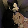 Winton is registered to the contest to win money with this photo: dog, black_and_white, couch, blanket, happy, pet, indoor, relaxed, fur, ears, tail, smile, cozy, home, comfort, animal, canine, resting, looking_back, soft_fabric