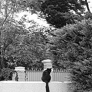 Tornado participe au concours pour gagner de l'argent avec cette photo : animal, black_and_white, black_cat, bush, calm, cat, curious, fence, foliage, garden, monochrome, nature, outdoor, pet, quiet, sitting, tail, tree, wall, wildlife