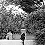 animal, black_and_white, black_cat, bush, calm, cat, curious, fence, foliage, garden, monochrome, nature, outdoor, pet, quiet, sitting, tail, tree, wall, wildlife