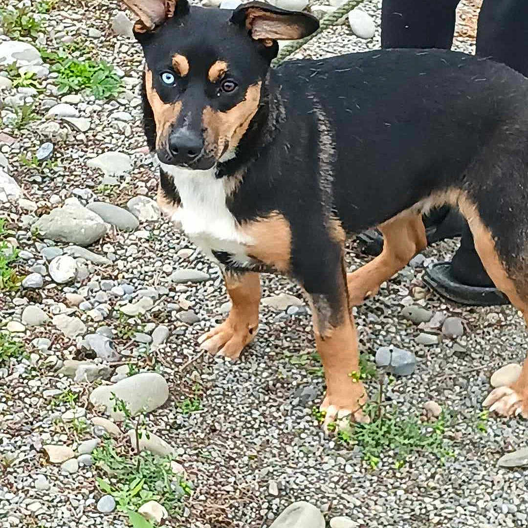 Banjo joined the competition — help win amazing prizes! carnivore, companion_dog, dog, dog_breed, fawn, grass, groundcover, plant, snout, sporting_group, terrestrial_animal, working_animal, working_dog