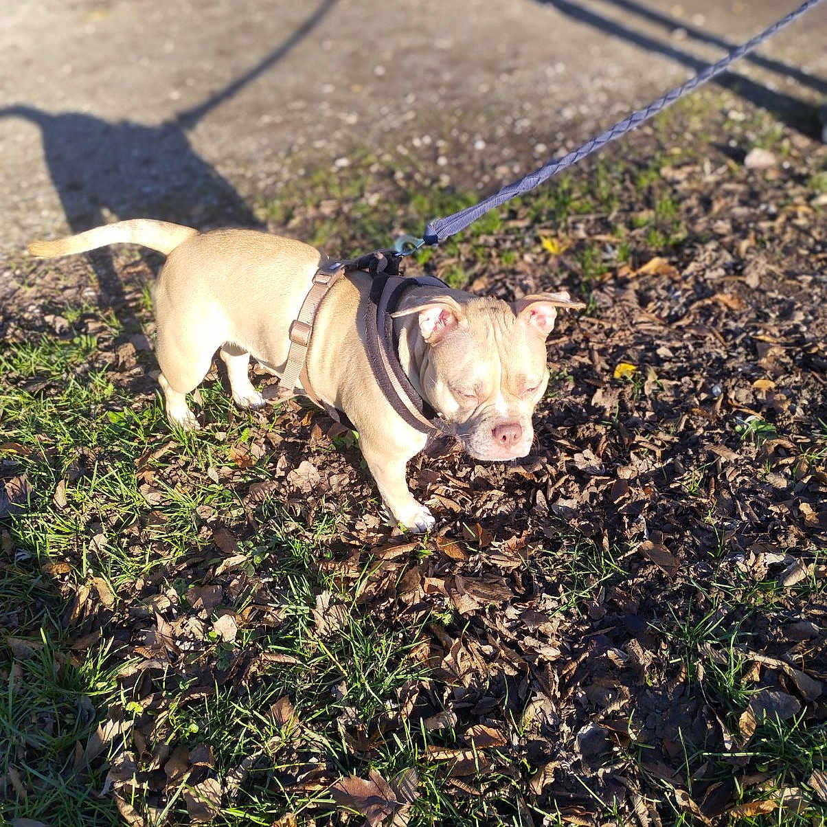 Thémis participe au concours pour gagner de l'argent avec cette photo : bulldog, carnivore, collar, companion_dog, dog, dog_breed, dog_clothes, dog_collar, fawn, grass, leaf, leash, plant, pug, tail, toy_dog, vertebrate, whiskers, working_animal, wrinkle