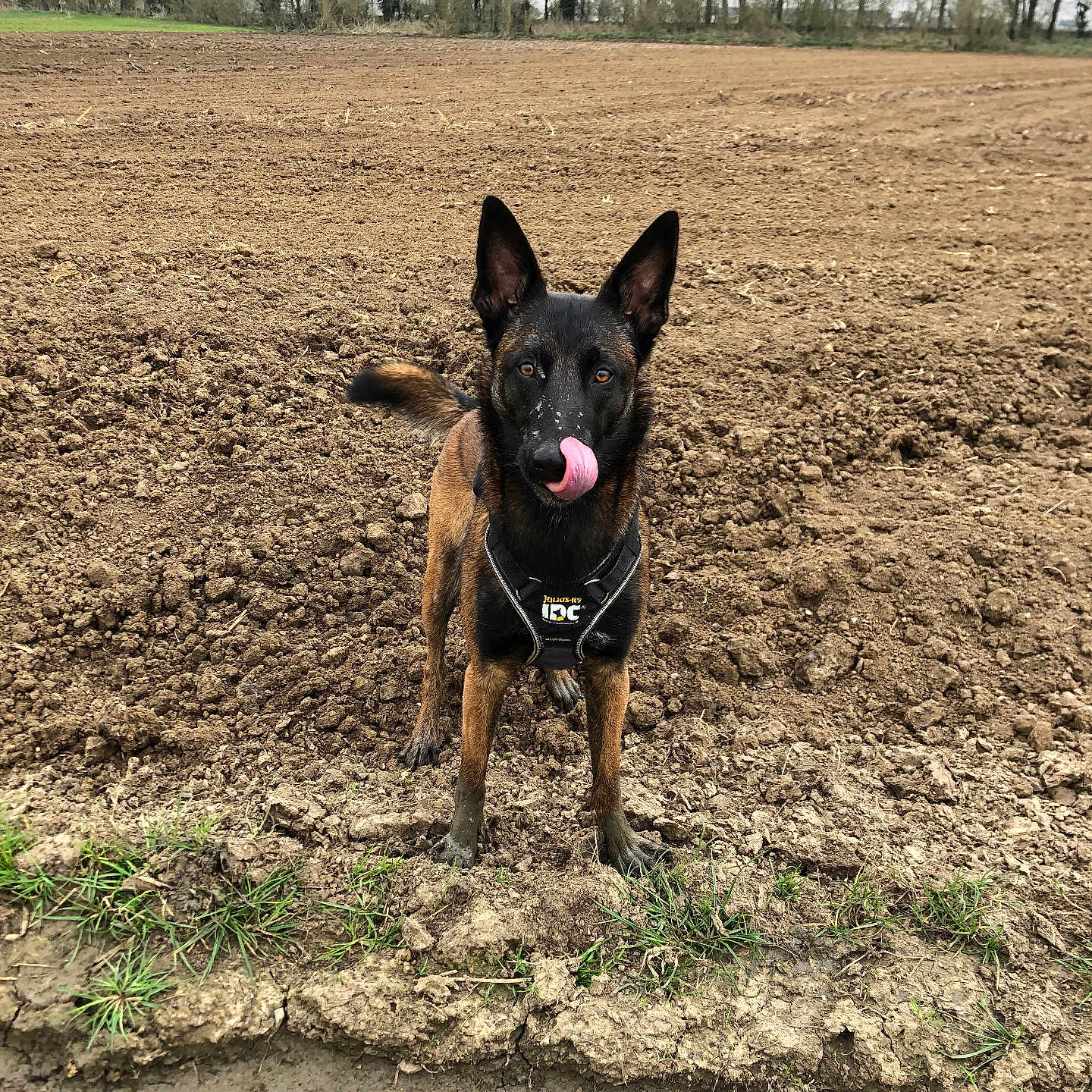 Ravenne a rejoint le concours — aidez-le/la à gagner de superbes lots ! animal, bodypart, bulldog, canine, dog, field, germanshepherd, grass, grassland, land, mouth, nature, outdoors, pet, plant, policedog, puppy, soil, tree, vegetation