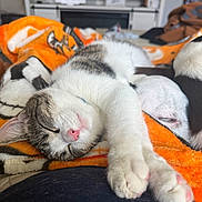 Amara joined the competition — help win amazing prizes! animal, blanket, cat, closeup, comfort, companion, cozy, cute, dog, friendship, fur, home, indoor, napping, orange, pet, relaxation, resting, sleeping, stretching