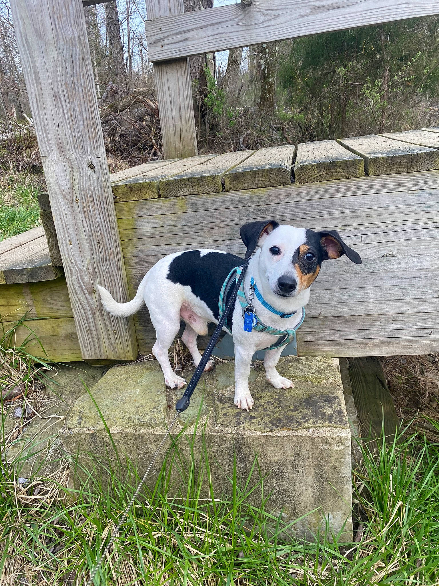 Opie is registered to the contest to win money with this photo: canidae, carnivore, collar, companion_dog, dog, dog_breed, dog_collar, dog_supply, fashion_accessory, fawn, grass, pet_supply, plant, recreation, snout, sporting_group, tail, terrestrial_animal, terrier, working_animal