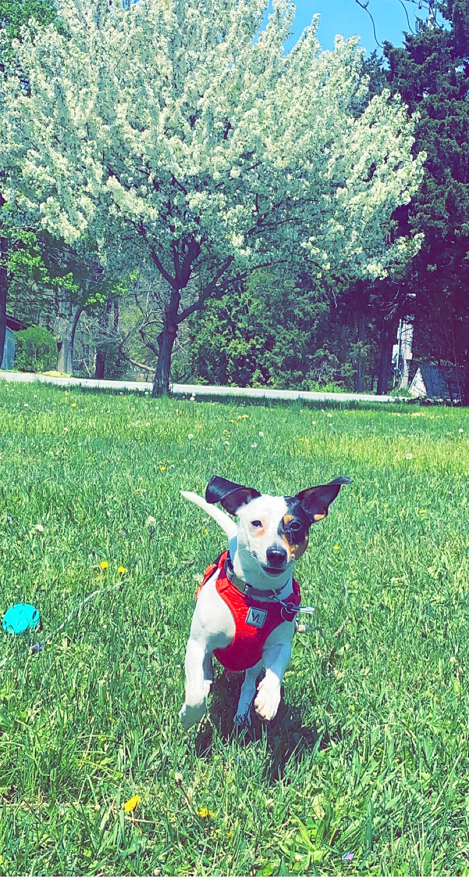 Opie is registered to the contest to win money with this photo: carnivore, companion_dog, dog, dog_breed, dog_supply, fawn, grass, grass_family, grassland, green, groundcover, happy, lawn, leisure, meadow, people_in_nature, plant, shrub, tints_and_shades, tree