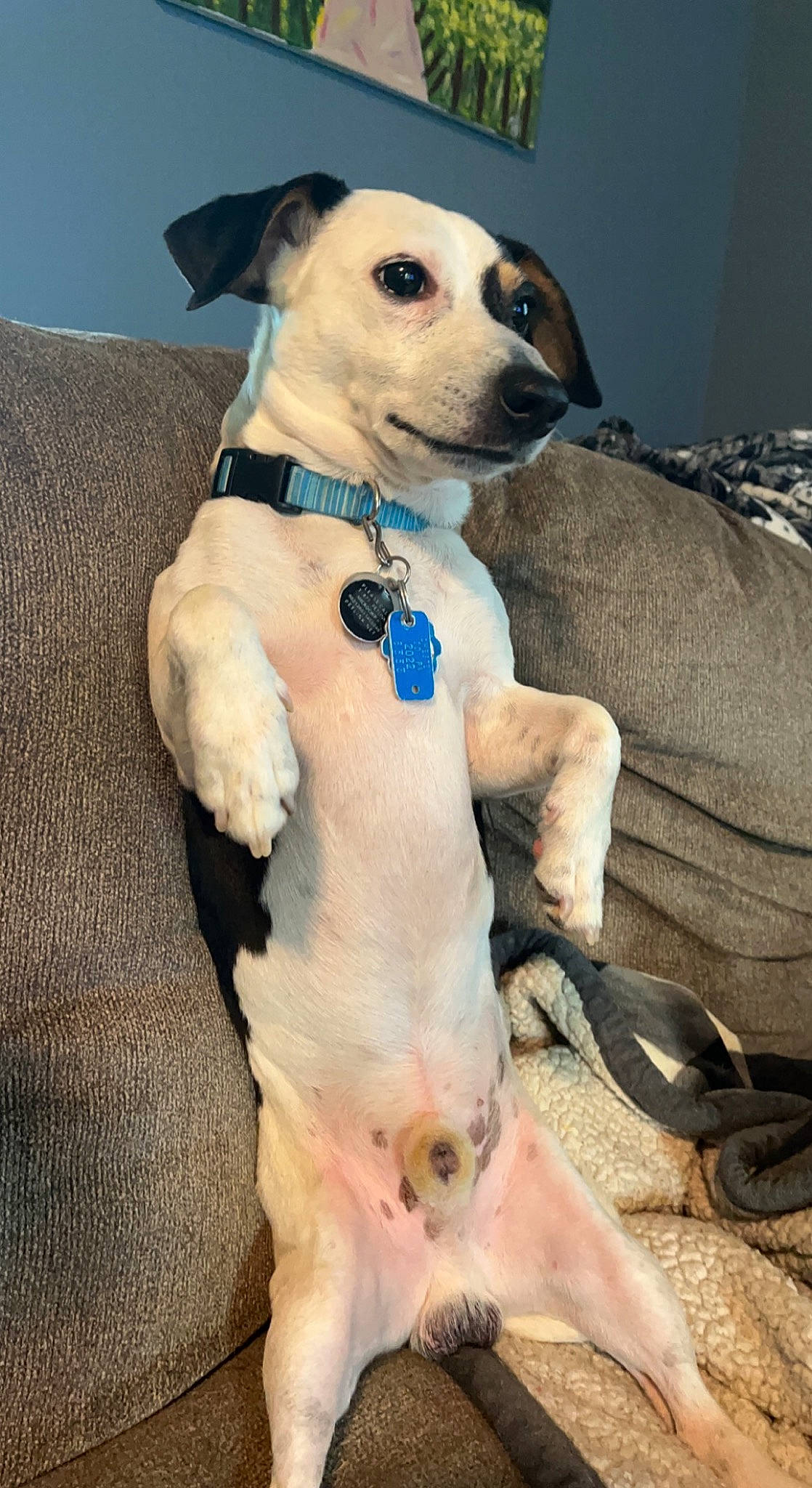 Opie is registered to the contest to win money with this photo: canidae, carnivore, collar, companion_dog, dog, dog_breed, dog_clothes, dog_collar, dog_supply, fawn, fur, paw, pet_supply, snout, sporting_group, sunglasses, tail, toy_dog, whiskers, working_animal