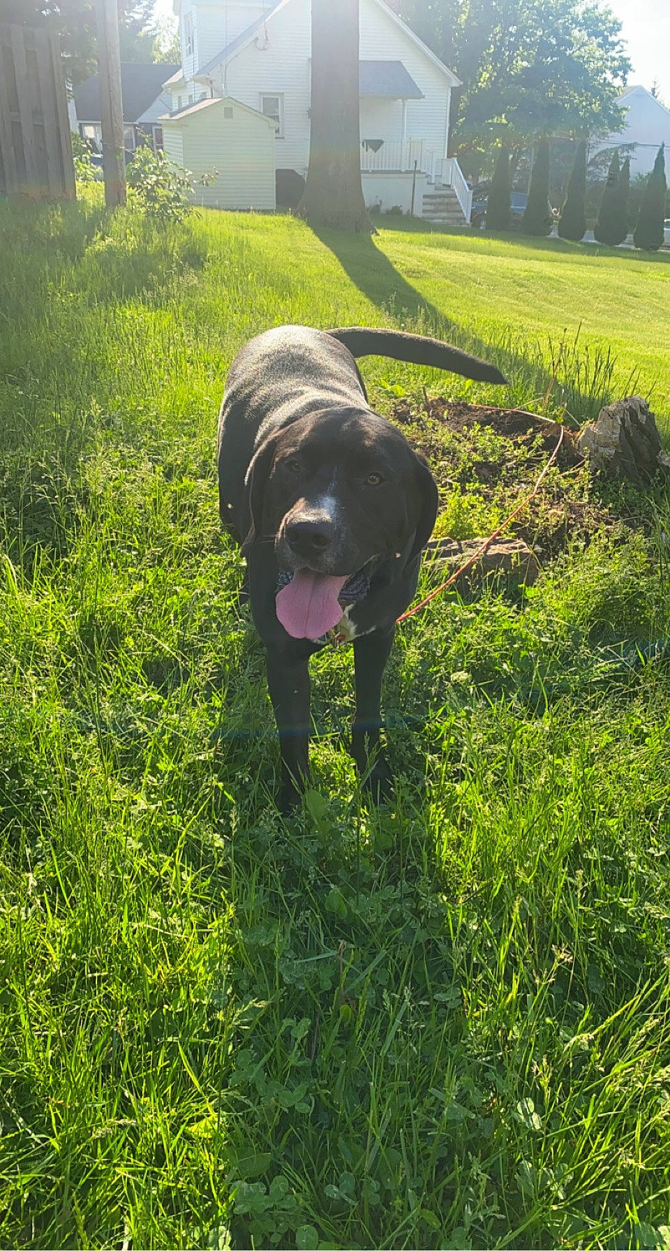 Ruger joined the competition — help win amazing prizes! borador, canidae, carnivore, companion_dog, dog, dog_breed, garden, grass, grassland, groundcover, gun_dog, lawn, pasture, plant, shrub, snout, sporting_group, tail, tree, working_animal