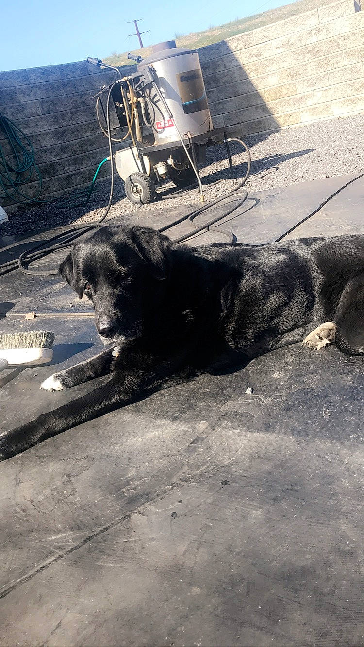 Dora joined the competition — help win amazing prizes! canidae, carnivore, companion_dog, dog, dog_breed, snout, sporting_group, street_dog