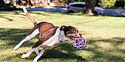 Riley is registered to the contest to win money with this photo: dog, running, ball, grass, outdoor, play, pet, brown_and_white, daylight, tree, parked_car, collar, animal, active, fetch, canine, nature, sunlight, motion, fun