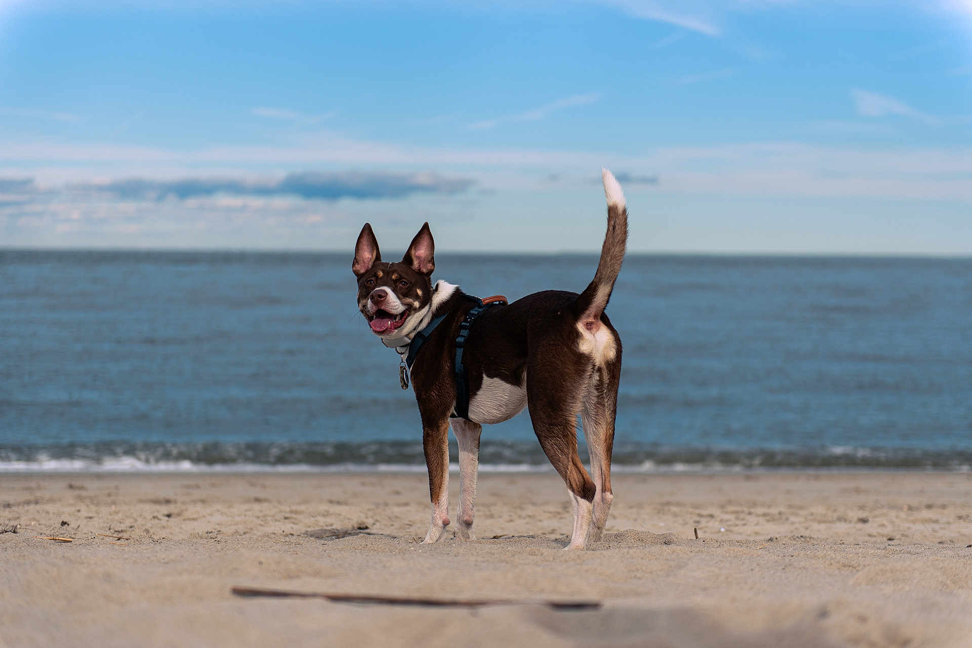 Riley is registered to the contest to win money with this photo: dog, beach, sand, ocean, sky, clouds, pet, canine, outdoor, happy, animal, nature, water, daytime, playful, ears_up, collar, harness, tail_up, looking_back