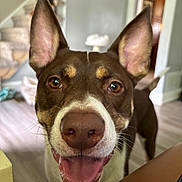 Riley joined the competition — help win amazing prizes! dog, close_up, happy, smiling, ears, pet, indoor, home, stairs, floor, tongue, brown, white, animal, canine, friendly, cute, face, looking_at_camera, background_blur