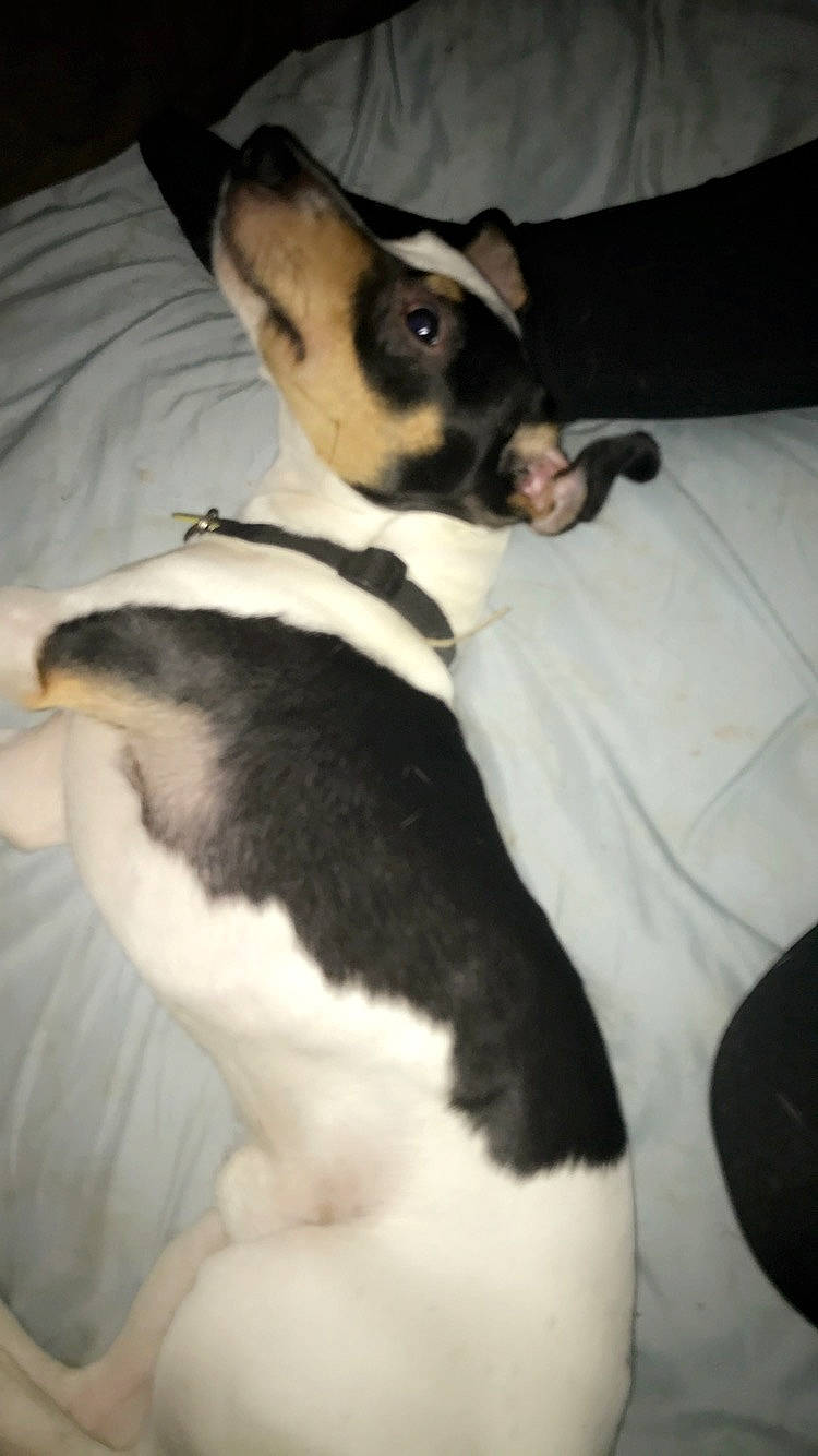 Opie joined the competition — help win amazing prizes! boston_terrier, canidae, carnivore, companion_dog, danish_swedish_farmdog, dog, dog_breed, ear, fawn, feist, fox_terrier, mammal, miniature_fox_terrier, rat_terrier, ratonero_bodeguero_andaluz, smooth_fox_terrier, snout, teddy_roosevelt_terrier, tenterfield_terrier, toy_fox_terrier