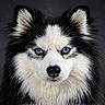Usko participe au concours pour gagner de l'argent avec cette photo : dog, canine, portrait, blue_eyes, black_and_white, fur, animal, pet, close_up, studio, intense_gaze, ears, snout, whiskers, fluffy, muzzle, looking_at_camera, isolated, dark_background, domestic_animal