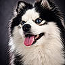 Usko a rejoint le concours — aidez-le/la à gagner de superbes lots ! dog, husky, blue_eyes, tongue_out, fluffy, portrait, studio_photo, black_and_white, pet, animal, cute, furry, close_up, happy, smiling, domestic_animal, fur, canine, looking_away, background_blur