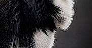 Usko a rejoint le concours — aidez-le/la à gagner de superbes lots ! dog, husky, fluffy, blue_eyes, standing, profile, portrait, fur, black_and_white, pet, animal, studio, canine, mammal, alert, furry, domestic, side_view, isolated, background
