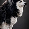 dog, husky, fluffy, blue_eyes, standing, profile, portrait, fur, black_and_white, pet, animal, studio, canine, mammal, alert, furry, domestic, side_view, isolated, background