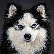 Usko a rejoint le concours — aidez-le/la à gagner de superbes lots ! dog, husky, blue_eyes, black_and_white, fluffy, portrait, animal, pet, canine, fur, face, ears, studio, close_up, intense_gaze, mammal, domestic_animal, furry, snout, whiskers