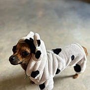 Koko is registered to the contest to win money with this photo: dog, puppy, costume, hoodie, animal, pet, cute, brown, black_spots, white, indoor, floor, small_dog, clothing, apparel, fashion, portrait, looking_up, domestic_animal, adorable