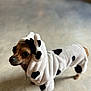 dog, puppy, costume, hoodie, animal, pet, cute, brown, black_spots, white, indoor, floor, small_dog, clothing, apparel, fashion, portrait, looking_up, domestic_animal, adorable