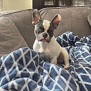 Stella is registered to the contest to win money with this photo: french_bulldog, puppy, dog, blue_eyes, couch, blanket, indoor, pet, cozy, furniture, curious, sitting, young_dog, domestic_animal, soft_light, home, comfort, relaxed, animal_portrait, cute