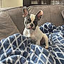 french_bulldog, puppy, dog, blue_eyes, couch, blanket, indoor, pet, cozy, furniture, curious, sitting, young_dog, domestic_animal, soft_light, home, comfort, relaxed, animal_portrait, cute