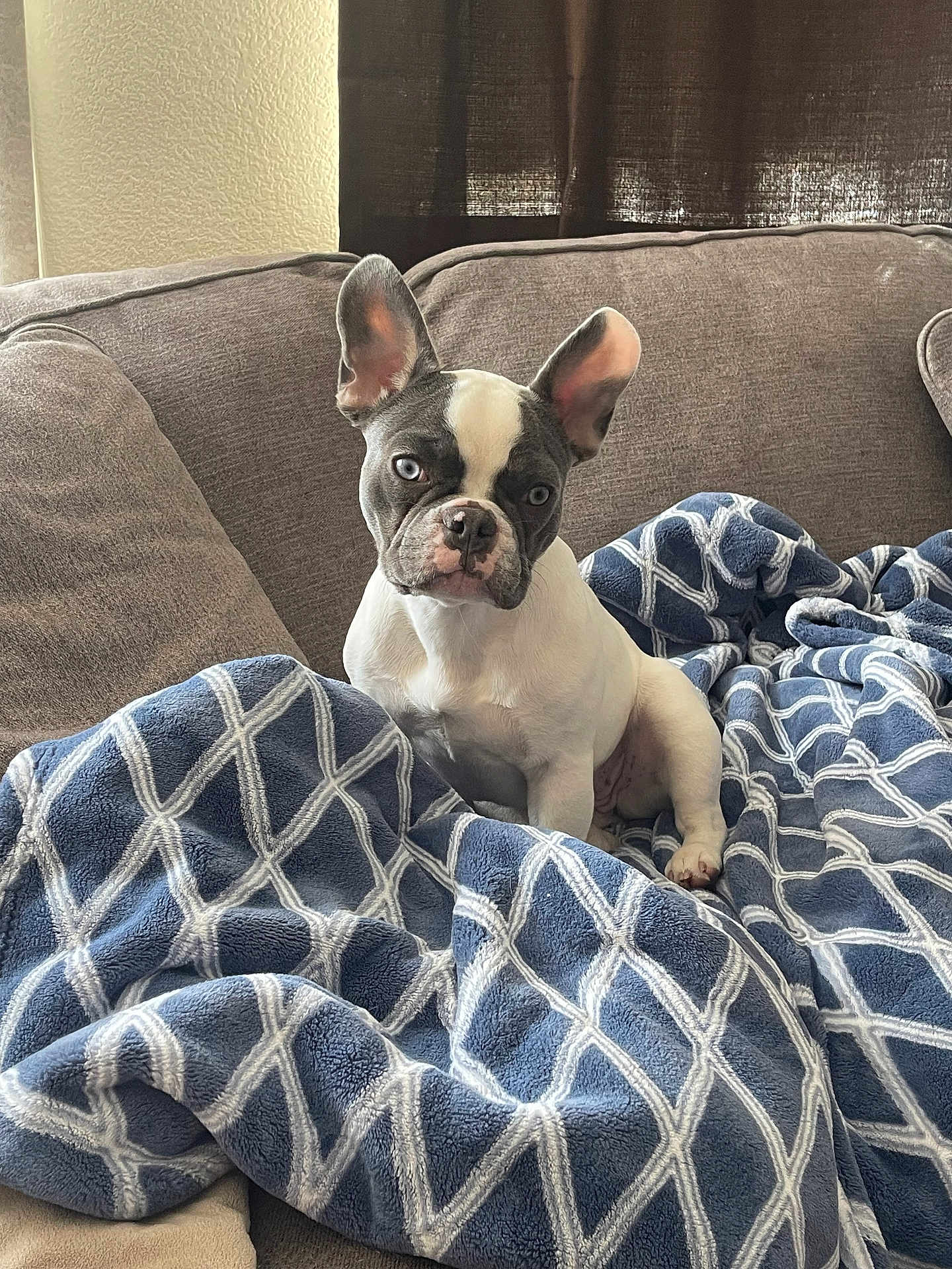 Stella
