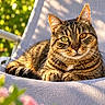 cat, tabby, feline, pet, animal, portrait, close_up, striped_fur, whiskers, green_eye, golden_eye, pointed_ears, fluffy_paws, sitting, lounging, outdoor, garden, sunlight, chair, bokeh