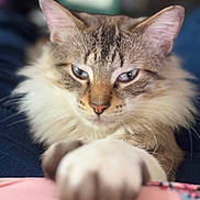 Milo joined the competition — help win amazing prizes! cat, fluffy, blue_eyes, paw, close_up, pet, feline, indoor, cute, whiskers, nose, fur, animal, mammal, relaxed, soft_focus, cozy, domestic_cat, tabby, portrait