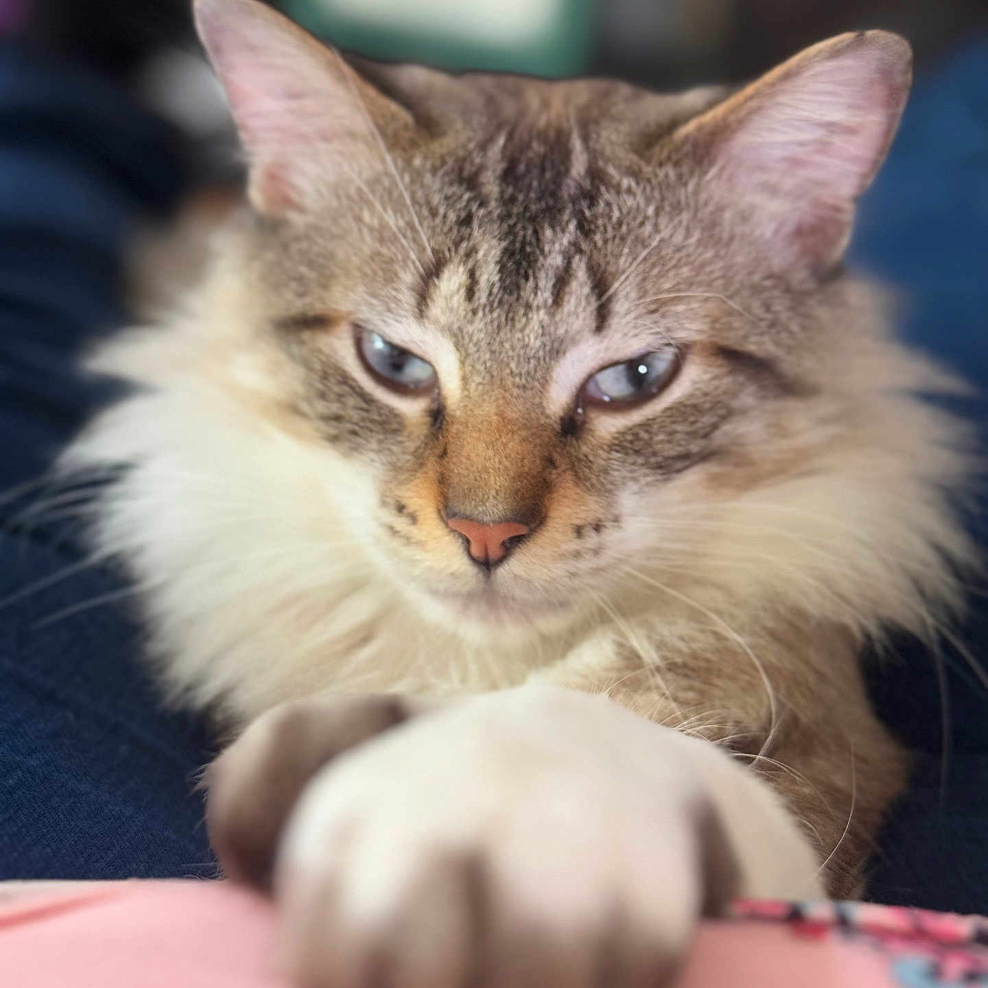 Milo joined the competition — help win amazing prizes! animal, blue_eyes, cat, close_up, cozy, cute, domestic_cat, feline, fluffy, fur, indoor, mammal, nose, paw, pet, portrait, relaxed, soft_focus, tabby, whiskers