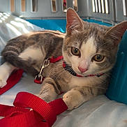 Aramis participe au concours pour gagner de l'argent avec cette photo : animal, cage, cat, close_up, curious, cute, feline, indoor, kitten, paw, pet, pet_carrier, playful, red_harness, red_leash, resting, shadow, soft_light, tabby, young_cat