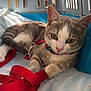 animal, cage, cat, close_up, curious, cute, feline, indoor, kitten, paw, pet, pet_carrier, playful, red_harness, red_leash, resting, shadow, soft_light, tabby, young_cat