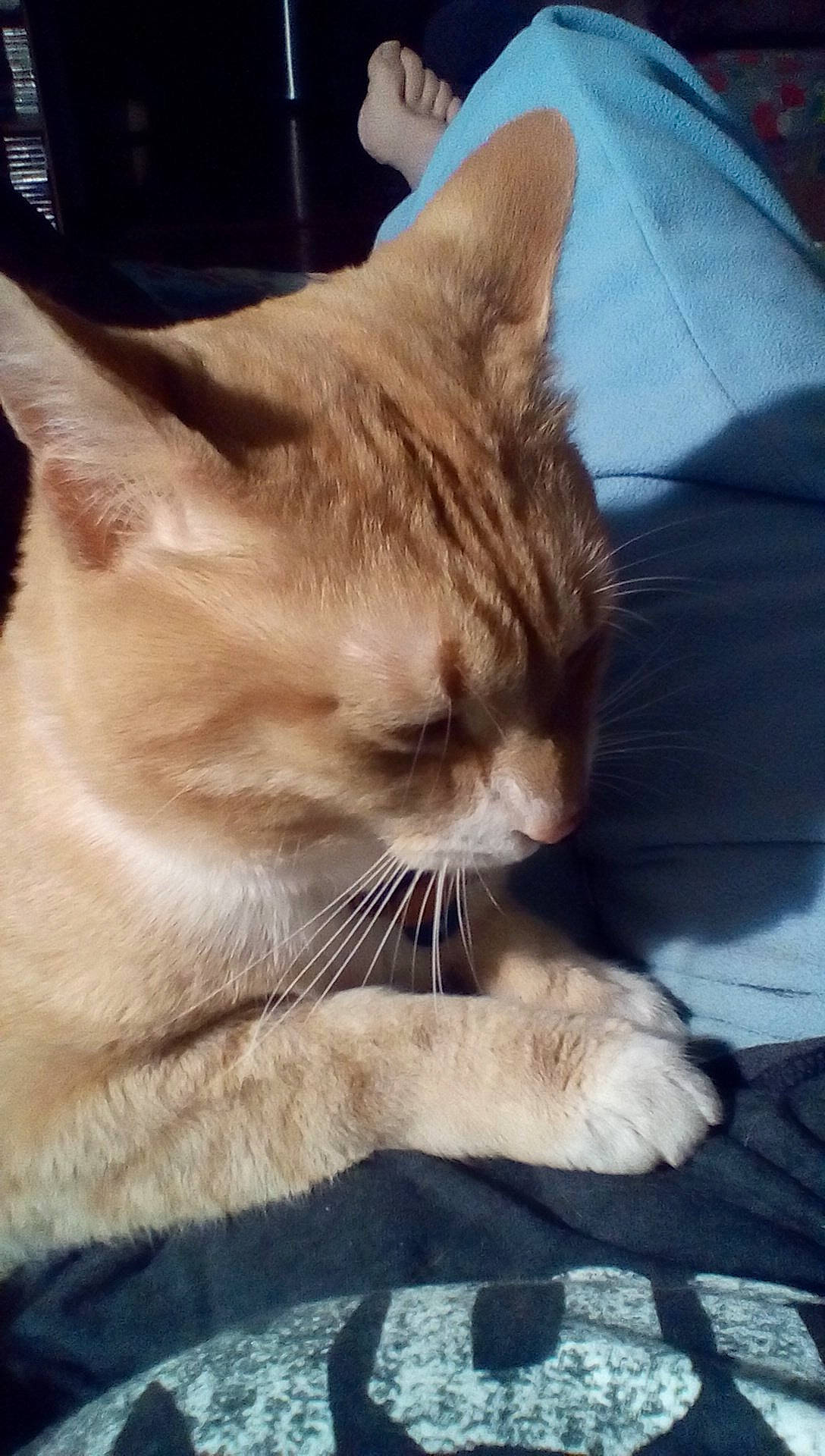 Eclipse is registered to the contest to win money with this photo: carnivore, cat, claw, comfort, domestic_short_haired_cat, fawn, felidae, fur, gesture, nap, paw, sitting, small_to_medium_sized_cats, snout, tail, whiskers