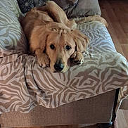 Harkey is registered to the contest to win money with this photo: animal, blanket, couch, cozy, cute, dog, fur, furniture, golden_retriever, home, indoor, laying_down, living_room, looking_up, paw, pet, puppy, relaxed, resting, wooden_floor