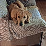 animal, blanket, couch, cozy, cute, dog, fur, furniture, golden_retriever, home, indoor, laying_down, living_room, looking_up, paw, pet, puppy, relaxed, resting, wooden_floor