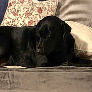 Pjay is registered to the contest to win money with this photo: dog, black_dog, couch, pillows, blanket, indoor, resting, pet, animal, furniture, cozy, home, relaxed, sleepy, laying_down, domestic_animal, comfort, living_room, canine, quiet