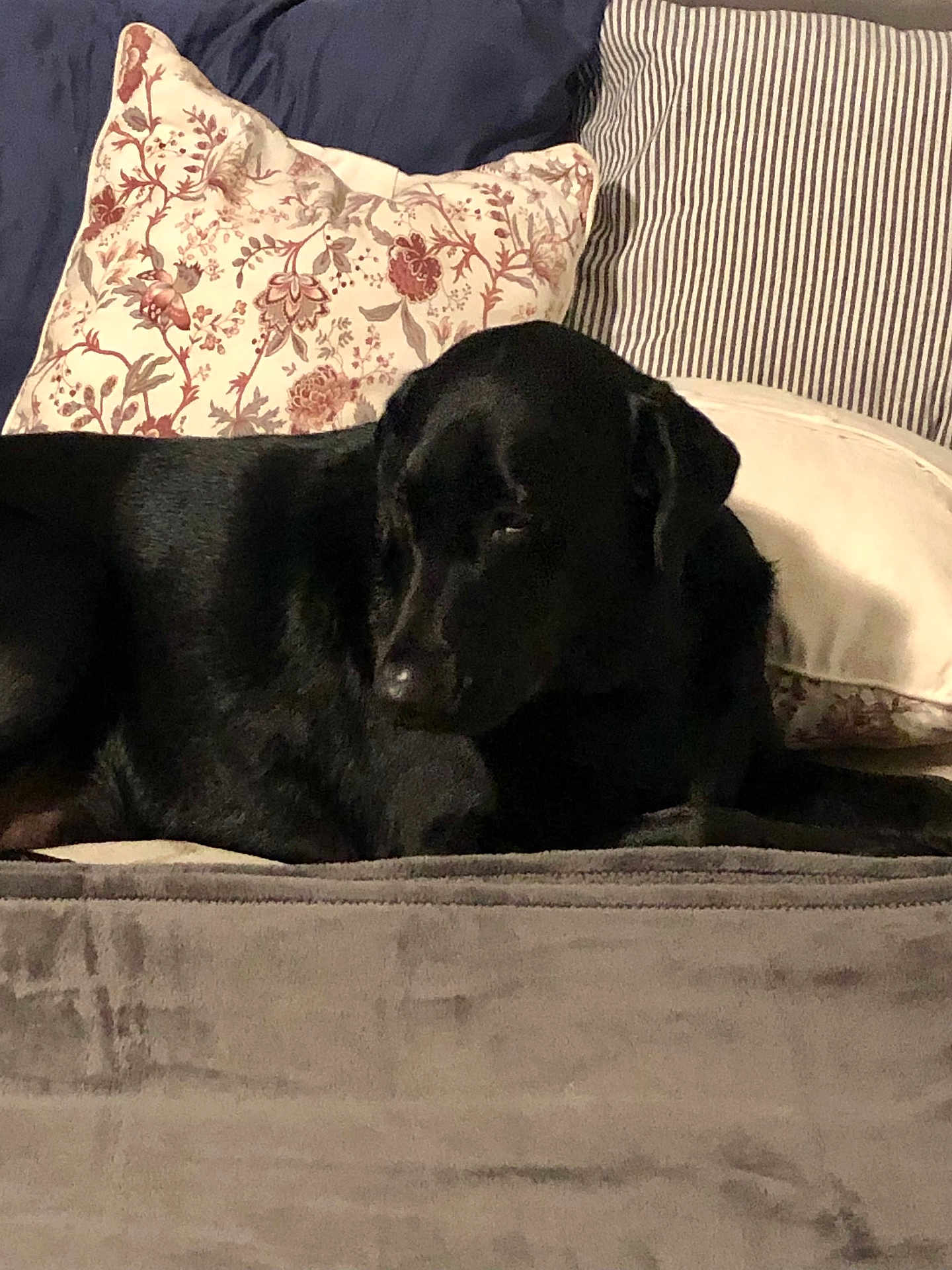 Pjay is registered to the contest to win money with this photo: dog, black_dog, couch, pillows, blanket, indoor, resting, pet, animal, furniture, cozy, home, relaxed, sleepy, laying_down, domestic_animal, comfort, living_room, canine, quiet